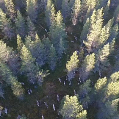 Ilmasta näkee liikkuvat porot hyvin tiheästäkin metsästä.