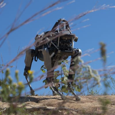 Nelijalkainen robotti Spot esittelyssä Quanticon merijalkaväen tukikohdassa Viginiassa syyskuussa 2015.