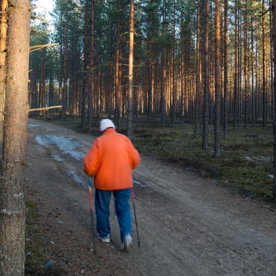 Vanhus sauvakävelee metsässä.