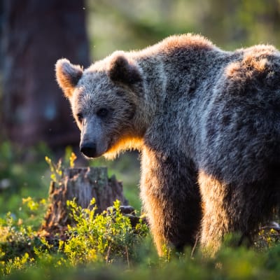 Karhu kerää rasvakerrosta ennen painumistaan talviunille.