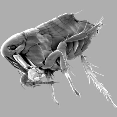 En hönsloppa fotograferad med svepelektronmikroskop