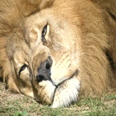 Uutisvideot: Leijonan sterilisointi purettiin Chilessä