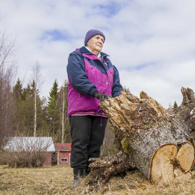 Nainen katsoo kaukaisuuteen koivunkannon takana
