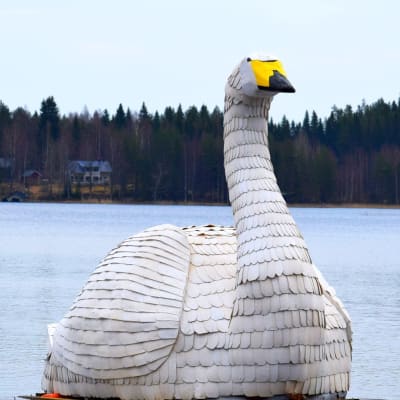 Päreillä päällystetty joutsen on komea näky.
