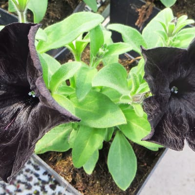 Musta petunia.