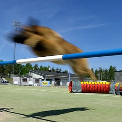 Belgianpaimenkoira Tarmo