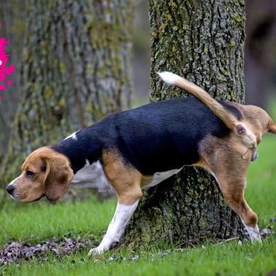 en hund som kissar på ett träd ute i skogen 