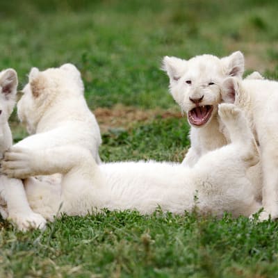 Viisi valkoista leijonanpentua leikkivät tšekkiläisessä eläintarhassa.