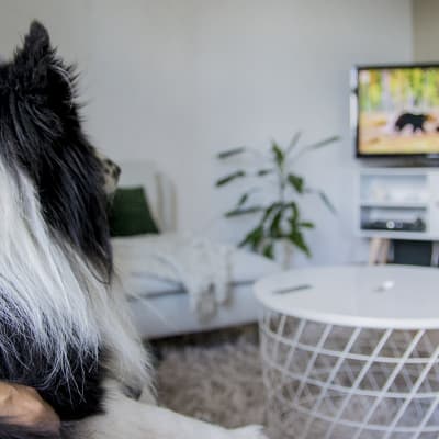 Pii-koira katsoo televisiota.