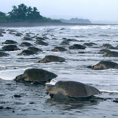 Kilpikonna on yleensä hitaaksi ja rauhalliseksi mielletty otus, mutta se onkin hyvin vaikuttava metsästäjä.