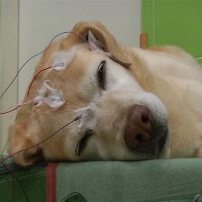 Uutisvideot: Nukkuva koira oppii uusia temppuja