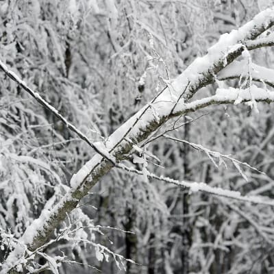 Luminen puu nojaa sähköjohtoon.