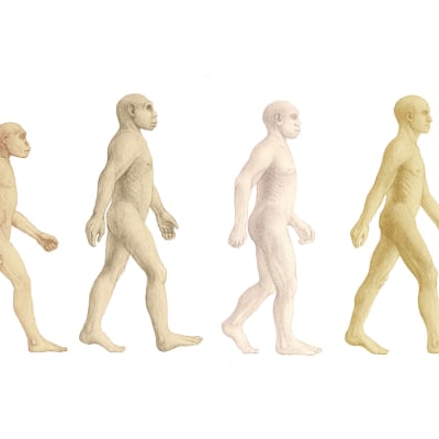 Kuvassa vasemmalta lukien simpanssi, Australopithecus afarensis, Homo habilis, Homo erectus, Homo neanderthalis ja nykyihminen.