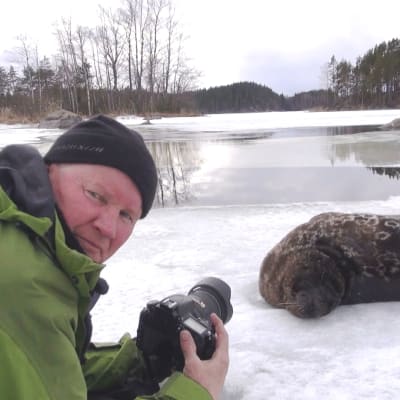 Juha Taskinen kuvaa jäällä saimaannorppaa