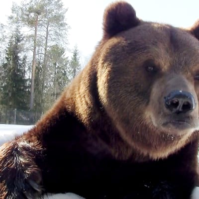 Juuso-karhu talviunilta heränneenä.