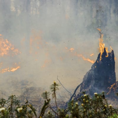 Nykyään tehokas palontorjunta on poistanut laajat metsäpalot Suomen metsistä lähes täysin. Tämän vuoksi palosta riippuvainen lajisto on taantunut. Metsien poltto on tehokas kangasmetsien monimuotoisuuden palauttamis- ja lisäämismenetelmä.