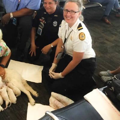 Opaskoira Ellie synnytti kahdeksan pentua Floridan lentokentälle