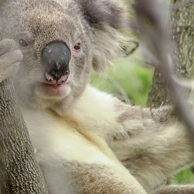 Uudessa dokumenttisarjassa Mears tutustuu kuuteen australialaiseen luontotyyppiin.