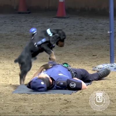 Poncho hyppii ja kuuntelee sykettä – Espanjassa poliisikoira opetettiin "elvyttämään"