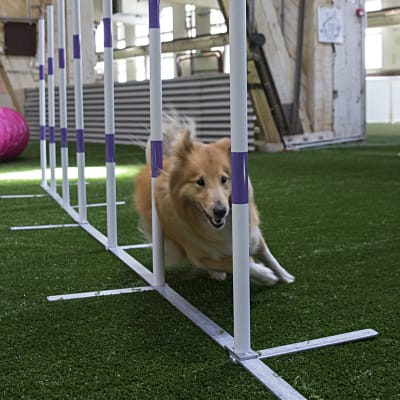 Koira pujottelee agility -radalla