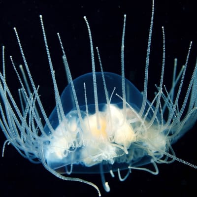 Meduusa vedessä.