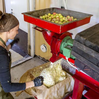 Mari Laine murskaa omenoita mehustusta varten.