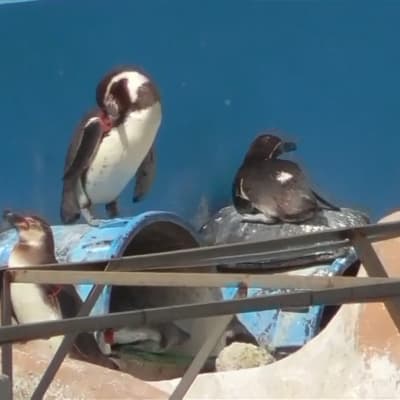 Eläinaktivistit vaativat delfiinin ja kymmenien pingviinien pelastamista alkuvuonna suljetusta akvaariosta Japanissa