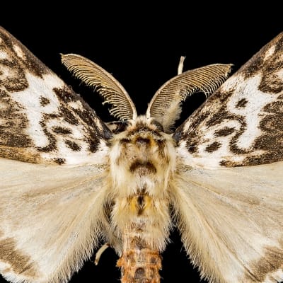 Havununna - Lymantria monacha (lat.)