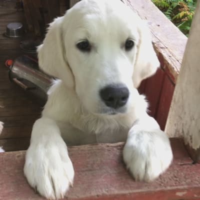 Två unga Golden Retrievers. 