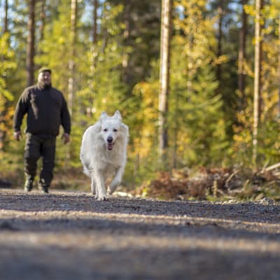 Mies ja koira kulkevat syksyisellä metsätiellä