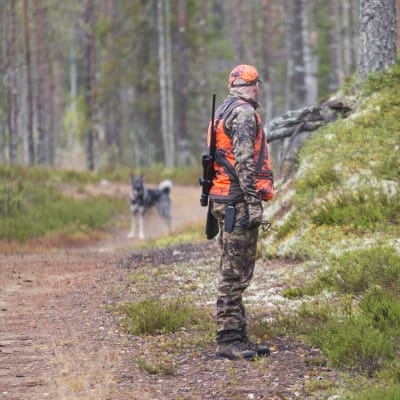 Hirvimetsä metsästys metsästäjä koira koiranomistaja harrastus hirvikoira
