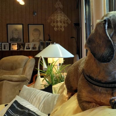 Toivo-koira istuu sohvan karmilla katsomassa ulos ikkunasta