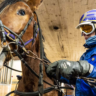 Timo Niemelä valmentaa Kempeleessä Timo Nurmoksen hevosia, joista yksi on Express Love.