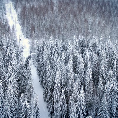 Sähkölinja ja lumisia puita. Yksi puista kaatumaisillaan linjan päälle.