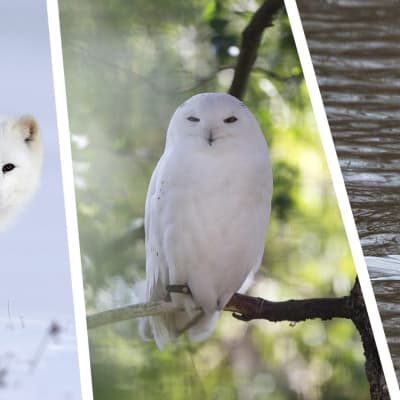 Utrotningshotade djurarter i Finland