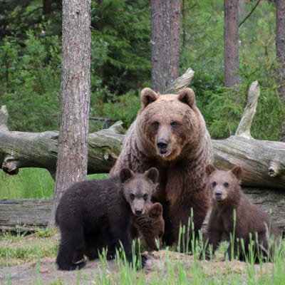Karhuemo ja kolme poikasta metsässä, taustalla kaatunut ja kelottunut puu