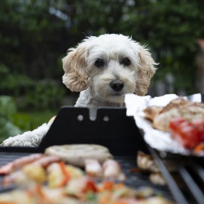 Grillissä valmistettavien ruokien ongelma on eläinlääkäreiden mukaan korkea rasvapitoisuus ja mausteet, jotka etenkin suurina määrinä yhdessä aiheuttavat koirille huonovointisuutta. 