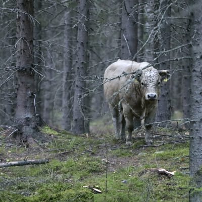 Karanneita nautoja metsässä Vehniällä Laukaassa.