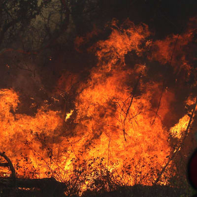 Palokunta yritti sammuttaa metsäpaloa Roboren lähistöllä Boliviassa 22. elokuuta.