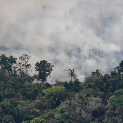 Metsää paloi Porto Velhossa Rondoniassa Brasiliassa 23. elokuuta. 