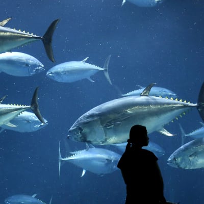 Sinievätonnikaloja akvaariossa Tokiossa. 