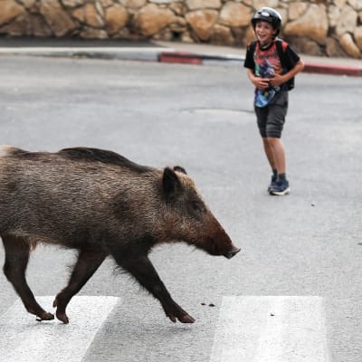 Villisika ylittää suojatietä Haifassa, Israelissa.