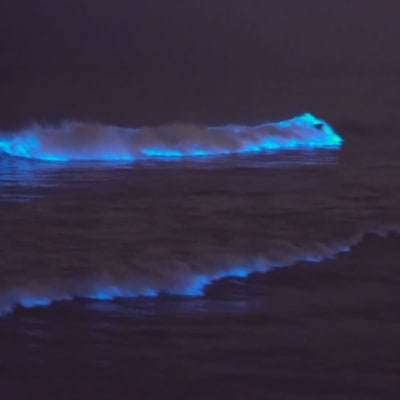 Bioluminiscenta vågor i San Diego.