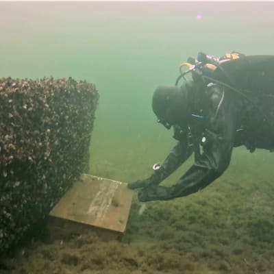 En dykare tar upp en kista från botten i Skärgårdshavets nationalpark.