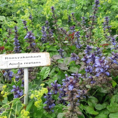 Rönsyakankaali kukkii heinäkuussa. 