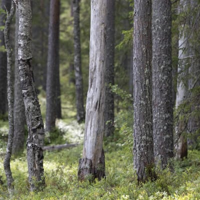 Isokankaan luonnonsuojelualueella Oulun Sanginjoella vanhaa metsää.