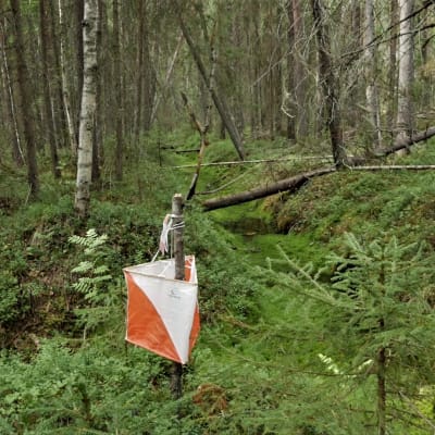 Suunnistusrasti metsässä.
