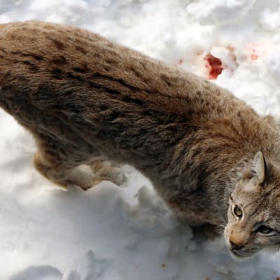 Ilves hangella Ranuan eläinpuistossa.