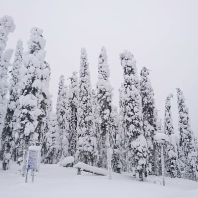 Lumisia puita Puolangan Paljakassa.