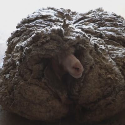 Det vilda fåret hittades i Australien
